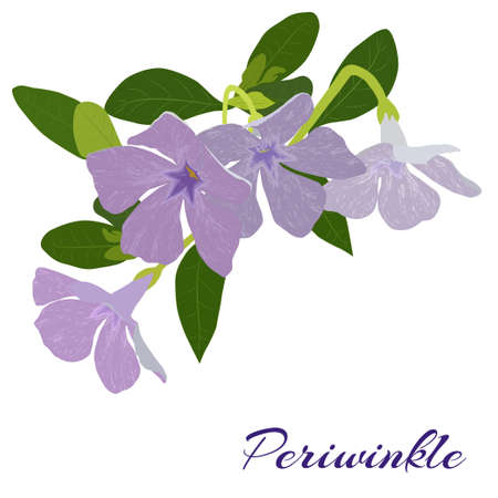 painted a bouquet of periwinkle with leaf on a white backgroundのイラスト素材