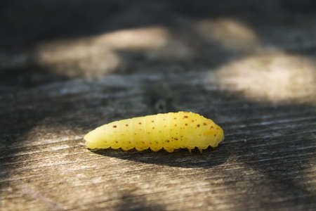 yellow caterpillar podalirius closeup on wooden background. shallow depth of fieldの写真素材