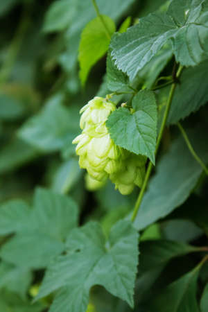   Hop branch with leaves closeup on a blurred background. shallow depth of fieldの写真素材