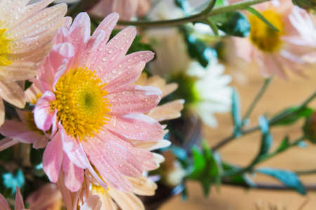 Pink chrysanthemum flower with dew drops closeup on blurred backgroundの写真素材