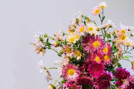 bouquet of colorful chrysanthemum closeup on a light backgroundの写真素材