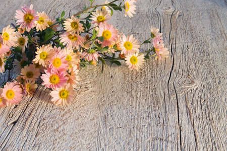 bouquet of delicate pink chrysanthemum closeup on a light colored wooden backgroundの写真素材