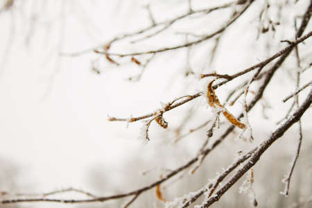 branch of a tree in hoarfrost on blurred light backgroundの写真素材