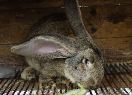 big gray rabbit in a cage eating lettuceの写真素材