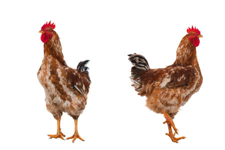 rural rooster isolated on a white background. saved pathの写真素材