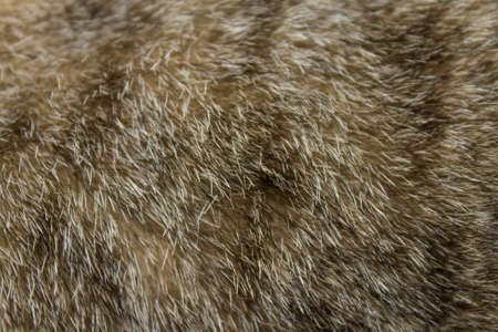 Gray-brown background of a cats fur texture