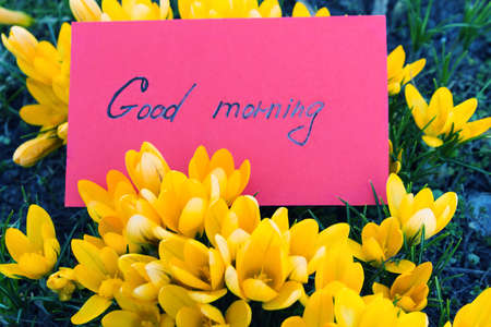 Yellow flowers of crocuses with a red card with the text good morning. Toned photo.の写真素材
