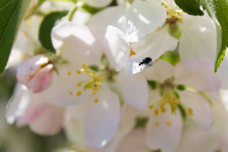 small black beetle on a flower of an apple tree on a blurred background.の写真素材