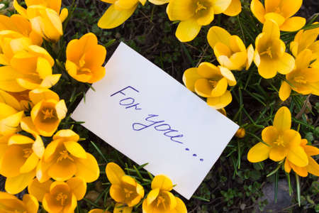 Card with text For you on the background of blooming yellow crocusesの写真素材