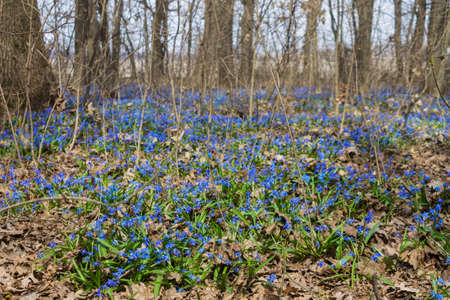Glade of blue flowering scilla in the forestの写真素材