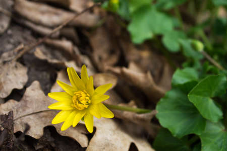 Yellow flower Caltha palustris. Poisonous plant. Shallow depth of fieldの写真素材