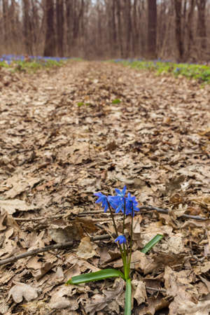 One bush of blue scilla flowers on a forest road. Shallow depth of fieldの写真素材