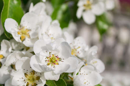 Pear branch with flowers closeup on a blurred background. Shallow depth of fieldの写真素材