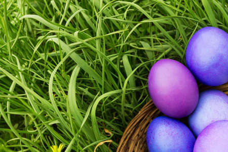 Four lilac easter eggs in green grass closeupの写真素材