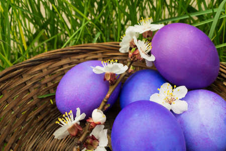 Lilac easter eggs with a flowering apricot branch in a basket in the grass. Shallow Depth of Fieldの写真素材