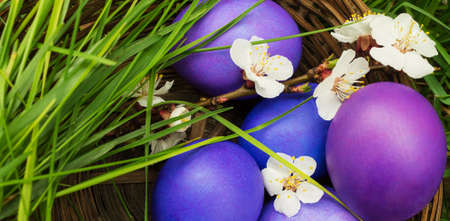 Lilac easter eggs in a wicker basket close-up with a blooming apricot branch and green grassの写真素材