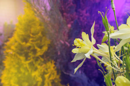 Yellow aquilegia flower on a colorful blurred background. Selective focus. Toned photo