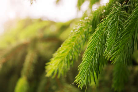 Fir branch in the dew after the rain close-up on a blurred background. Shallow depth of field. Toned...