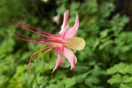 Beautiful pink-yellow aquilegia flower close-up on a blurred grass backgroundの写真素材
