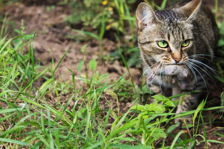 cat has caught the mouse in his mouth outdoors. predator bears preyの写真素材