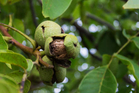 walnut ripens on a tree. Nut on a branch with leavesの写真素材