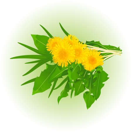A bouquet of realistic dandelion flowers with leaves and grass.のイラスト素材