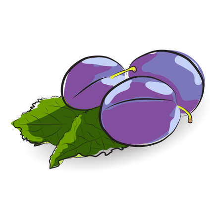 Hand-drawn vector illustration three plums with leavesのイラスト素材