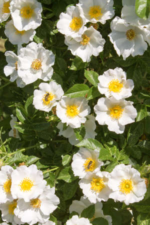 background of white flowers of wild rose on a bright sunny dayの写真素材
