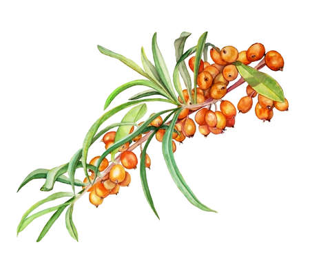 Watercolor illustration of beautiful orange sea buckthorn with leaves for healthy life and designの写真素材