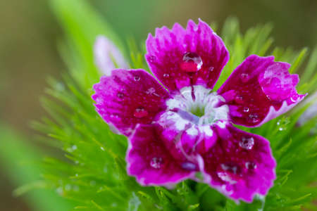 Dianthus chinensis flower with dew drops close-upの写真素材