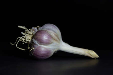 Garlic on a black background. Close-up, selective focus.の写真素材