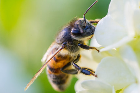 Bee honney insect on the white flower of snowball tree kalina closeup macroの写真素材