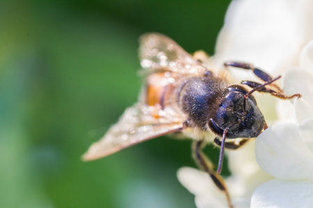 Bee honney insect on the white flower of snowball tree kalina closeup macro