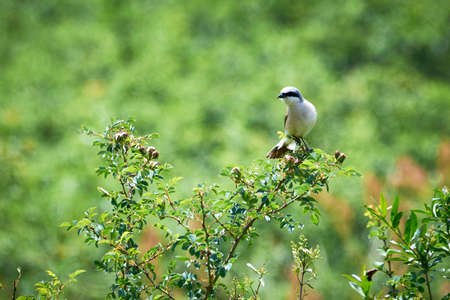 Red-backed shrike (Lanius collurio) male sitting on a branchの写真素材