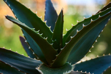 Aloe Vera plant in the balconyの写真素材