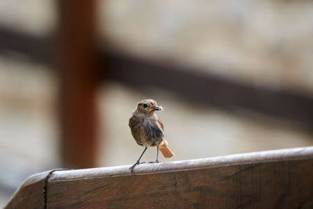 Black redstart female bird with insect for chicks (Phoenicurus ochruros)の写真素材