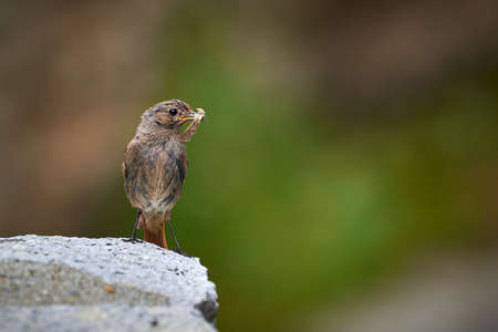 Black redstart female bird with insect for chicks (Phoenicurus ochruros)の写真素材