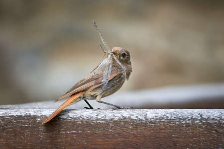 Black redstart female bird with insect in her beak (Phoenicurus ochruros)