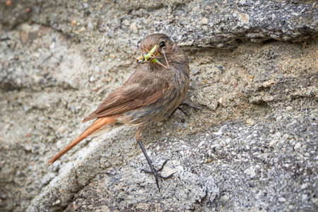 Black redstart female bird with insect in her beak (Phoenicurus ochruros)の写真素材