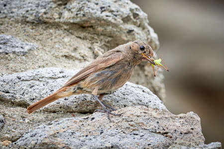 Black redstart female bird with insect in her beak (Phoenicurus ochruros)の写真素材