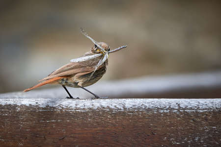 Black redstart female bird with insect in her beak (Phoenicurus ochruros)の写真素材
