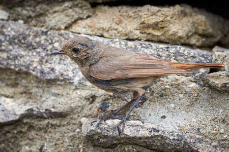 Black redstart female bird at the nest hole (Phoenicurus ochruros)の写真素材