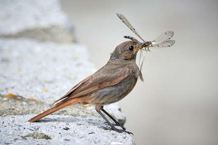 Black redstart female bird with insect in her beak (Phoenicurus ochruros)の写真素材