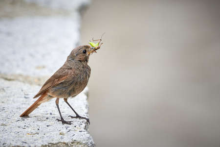 Black redstart female bird with insect in her beak (Phoenicurus ochruros)の写真素材
