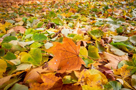 Colorful autumn leaves. Beautiful autumn parkの写真素材