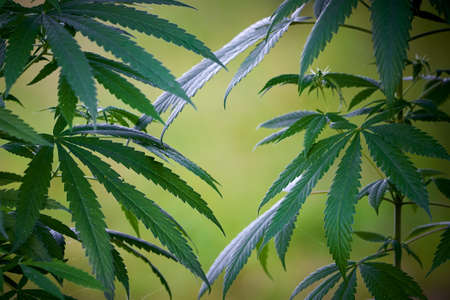 Cannabis plant close-up, marijuana bushの写真素材