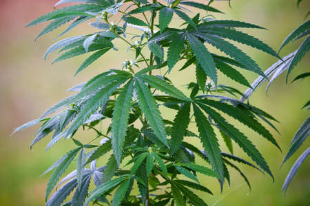 Cannabis plant close-up, marijuana bushの写真素材