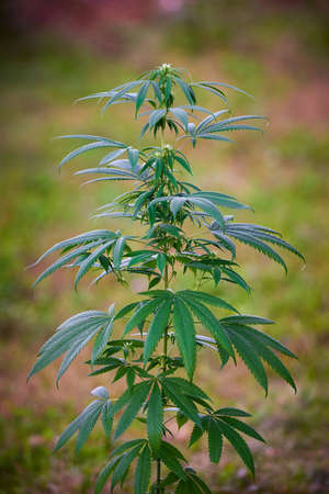 Cannabis plant close-up, marijuana bushの写真素材