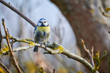 Eurasian blue tit bird ( Cyanistes caeruleus ) sitting on a branch in winter seasonの写真素材