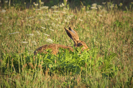 Hare trying to hide in the grass (Lepus europaeus)の写真素材